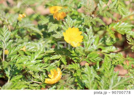 福寿草の花 90700778