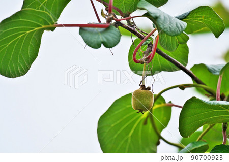 キウイフルーツの小さな実（夏、六月） 90700923