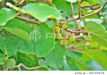 キウイフルーツの小さな実（夏、六月） 90700928