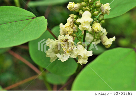クリーム色のキササゲの花 90701265