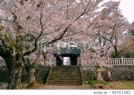 長野県長野市信更町三水 長勝寺の仁王門と境内を埋め尽くす桜ソメイヨシノ 長野県長野市信更町三水 長勝寺の仁王門と境内を埋め尽くす桜ソメイヨシノ 90701392