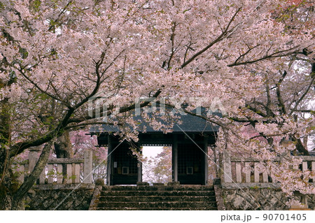 長野県長野市信更町三水　長勝寺の仁王門と境内を埋め尽くす桜ソメイヨシノ 90701405