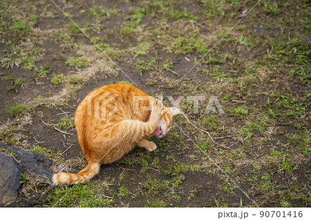 桜島のねこ 桜島のねこ 90701416