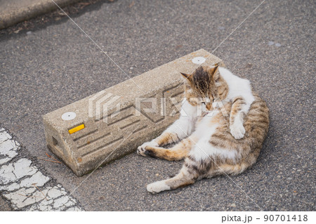 桜島のねこ 桜島のねこ 90701418