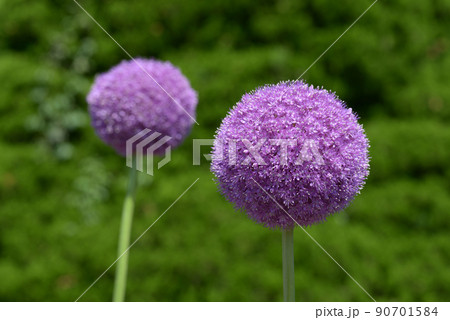 アリウム・ギガンチウム アリウム・ギガンチウム 90701584