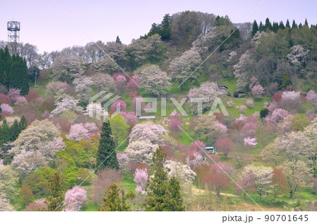 長野県上水内郡小川村高府　高台から二反田の桜の遠景 90701645