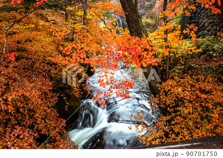 【栃木県・奥日光】奥日光三名瀑 竜頭の滝 紅葉編 10月 90701750