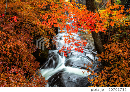 【栃木県・奥日光】奥日光三名瀑 竜頭の滝 紅葉編 10月 【栃木県・奥日光】奥日光三名瀑 竜頭の滝 紅葉編 10月 90701752
