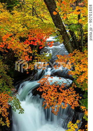 【栃木県・奥日光】奥日光三名瀑 竜頭の滝 紅葉編 10月 【栃木県・奥日光】奥日光三名瀑 竜頭の滝 紅葉編 10月 90701808