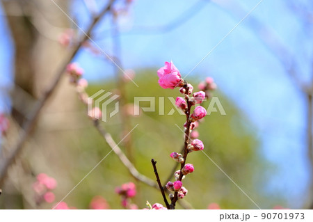 ハナモモの蕾 ハナモモの蕾 90701973