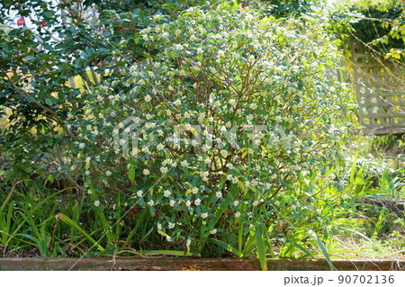 ジンチョウゲの花 ジンチョウゲの花 90702136