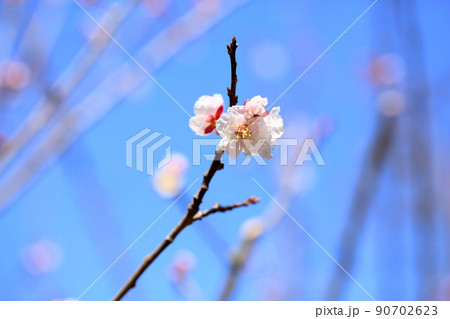 アンズの花 アンズの花 90702623