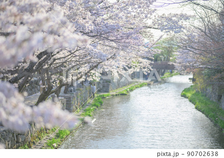 八幡堀に映る満開の桜並木｜滋賀県近江八幡市 90702638