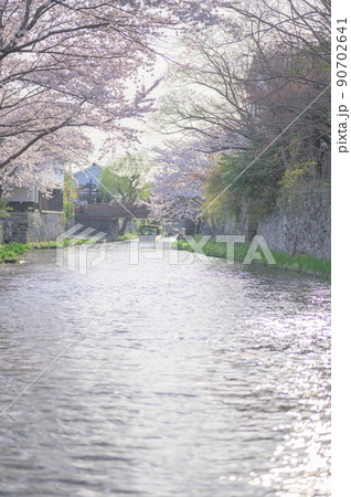 八幡堀に映る満開の桜並木｜滋賀県近江八幡市 90702641