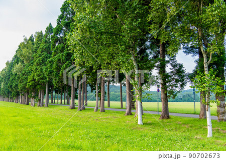 北海道北斗市 トラピスト修道院 ~杉並木~ 北海道北斗市 トラピスト修道院 ~杉並木~ 90702673