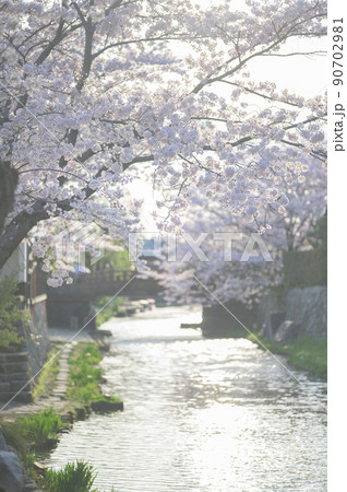 八幡堀に映る満開の桜並木｜滋賀県近江八幡市 90702981