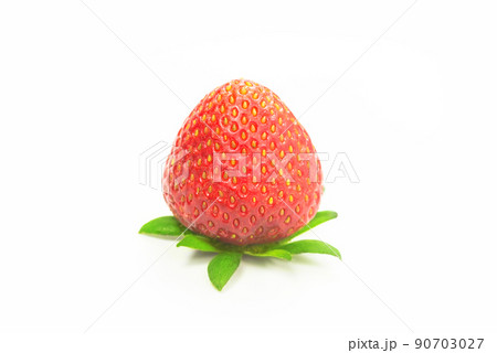 イチゴ いちご 苺 90703027