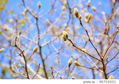 シデコブシの蕾 90703031