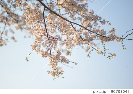 夕日に照らされた桜と空 90703042