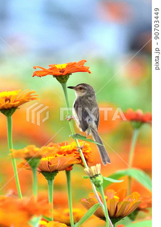 花 フラワー お花 90703449
