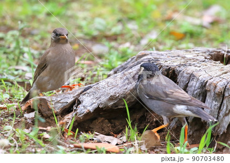 エサを探すムクドリの親子(色の薄い方が幼鳥) エサを探すムクドリの親子(色の薄い方が幼鳥) 90703480