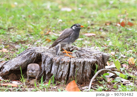 エサを探すムクドリの親子(色の薄い方が幼鳥) エサを探すムクドリの親子(色の薄い方が幼鳥) 90703482