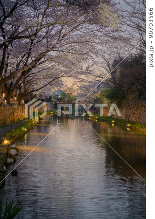 八幡堀に映る満開の桜並木と夜のライトアップ｜滋賀県近江八幡市 90703566