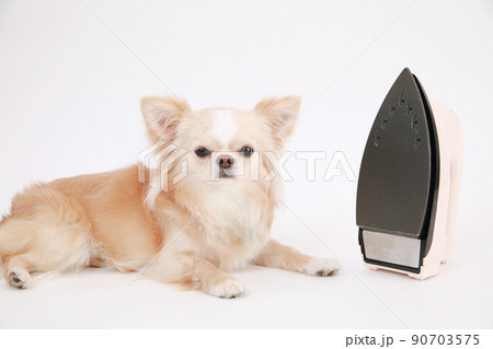 スチームアイロンの横でフセをするクリーム色のロングコートチワワ  90703575