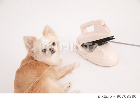 スチームアイロンの横でフセをするクリーム色のロングコートチワワ  90703580