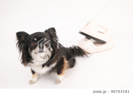 スチームアイロンの横でおすわりをするブラックタンのロングコートチワワ  90703581