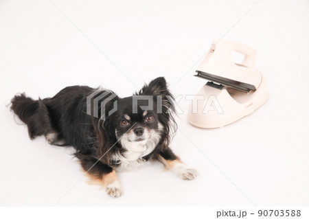 スチームアイロンの横でフセをするブラックタンのロングコートチワワ  90703588