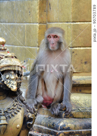 Sitting macaque monkey Sitting macaque monkey 90703789