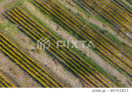 Top drone view of a vineyard at autumn 90703821