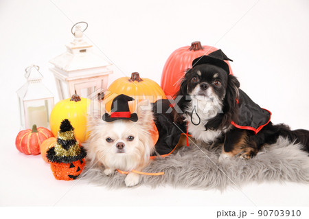 ハロウィンの仮装をしたブラックタンとクリーム色の2頭のロングコートチワワ ハロウィンの仮装をしたブラックタンとクリーム色の2頭のロングコートチワワ 90703910