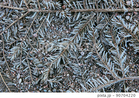 Texture of dead plants, fir branches on side of rural road. Texture of dead plants, fir branches on side of rural road. 90704220