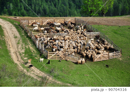 Flock of sheep in the spring 90704316