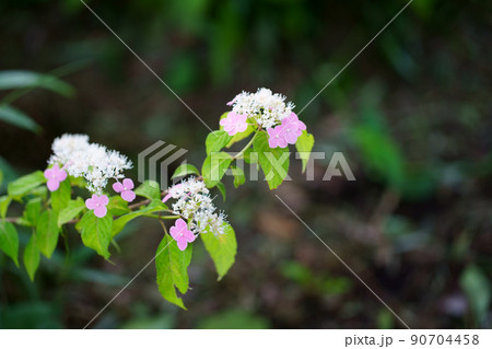 あじさいの花 90704458