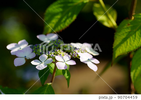 あじさいの花 90704459