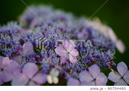あじさいの花 90704460