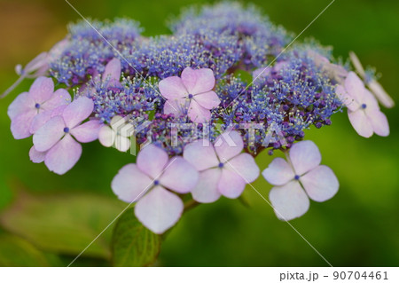 あじさいの花 90704461