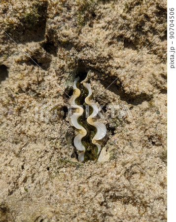 シャコ貝 90704506