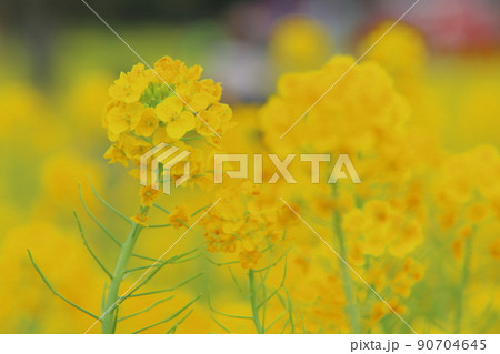 伊良湖岬の菜の花 伊良湖岬の菜の花 90704645