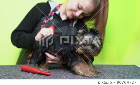 Groomer combs by brush of Yorkshire Terrier after washing 90704727