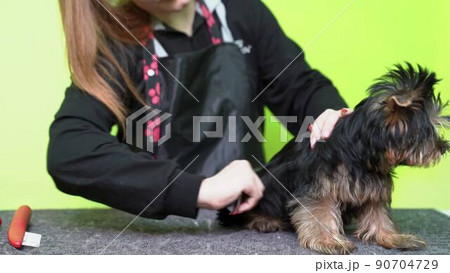 woman Groomer combs of Yorkshire Terrier after washing woman Groomer combs of Yorkshire Terrier after washing 90704729
