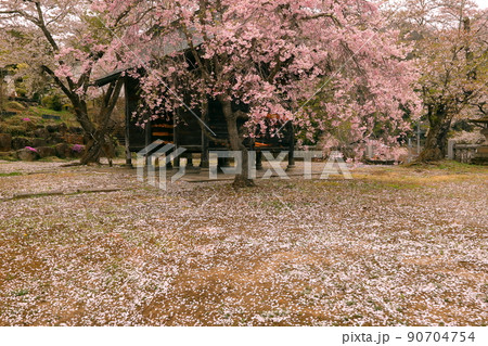 長野県長野市信更町三水 長勝寺の仁王門と境内を埋め尽くす桜ソメイヨシノとベニシダレザクラ 長野県長野市信更町三水 長勝寺の仁王門と境内を埋め尽くす桜ソメイヨシノとベニシダレザクラ 90704754