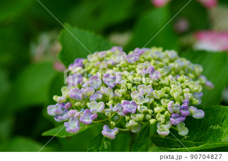 あじさいの花 90704827