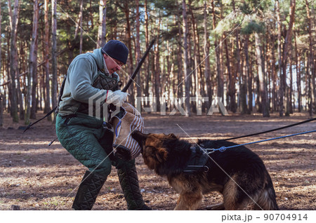 German Shepherd holds bite sleeve in its mouth. An adult male swings to strike the dog with a stick. Dogs training for guard and guard duty. Selective Focus. Noise, grain effect. 90704914