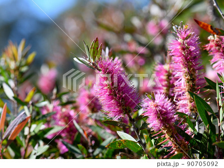 vibrant pink flowers of the Australian native Bottlebrush Callistemon Violaceus cultivar, family Myrtaceae. Hybrid of citrinus x pallidus vibrant pink flowers of the Australian native Bottlebrush Callistemon Violaceus cultivar, family Myrtaceae. Hybrid of citrinus x pallidus 90705092