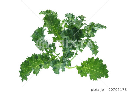 ケール・スターボ ケール・スターボ 90705178