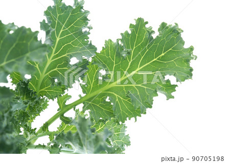 ケール・スターボ 90705198